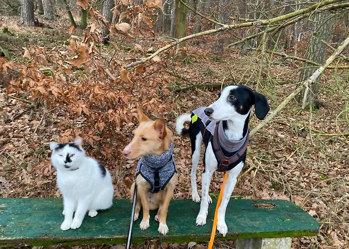 Hof Eckens - Ferienhaushaus Marie In Bosserode Wildeck